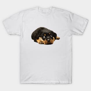 Rottweiler Cutest there is! T-Shirt